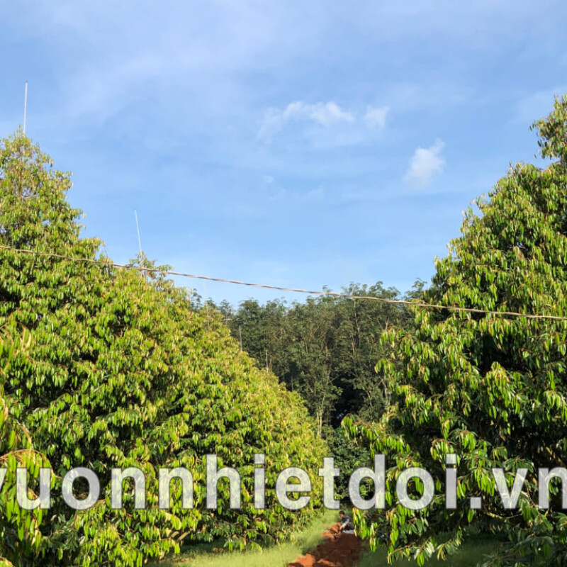 8 Lý Do Nên Lắp Hệ Thống Phun Thuốc Tự Động Cho Cây Sầu Riêng